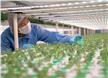 LEDs for Horticultural Lighting